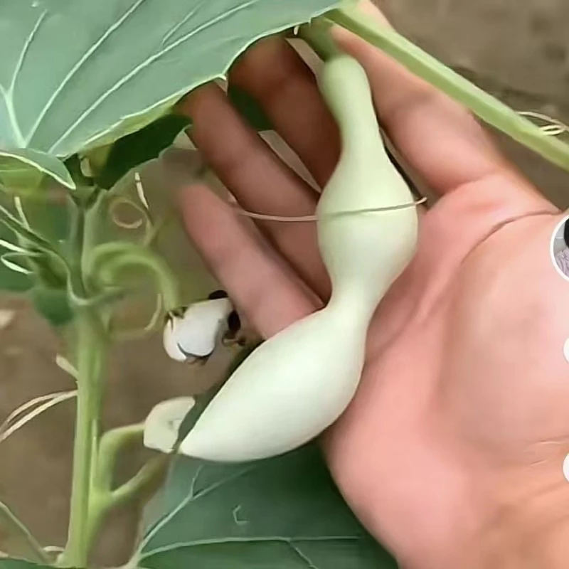 葫芦摆件籽 葫芦籽葫芦籽蚂蚁葫芦籽八宝葫芦籽八宝葫芦