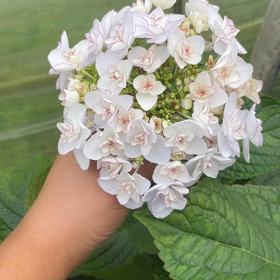 绣球切花一物一拍3枝起包邮，191