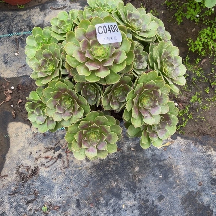 400万圣节多肉法师不包断枝