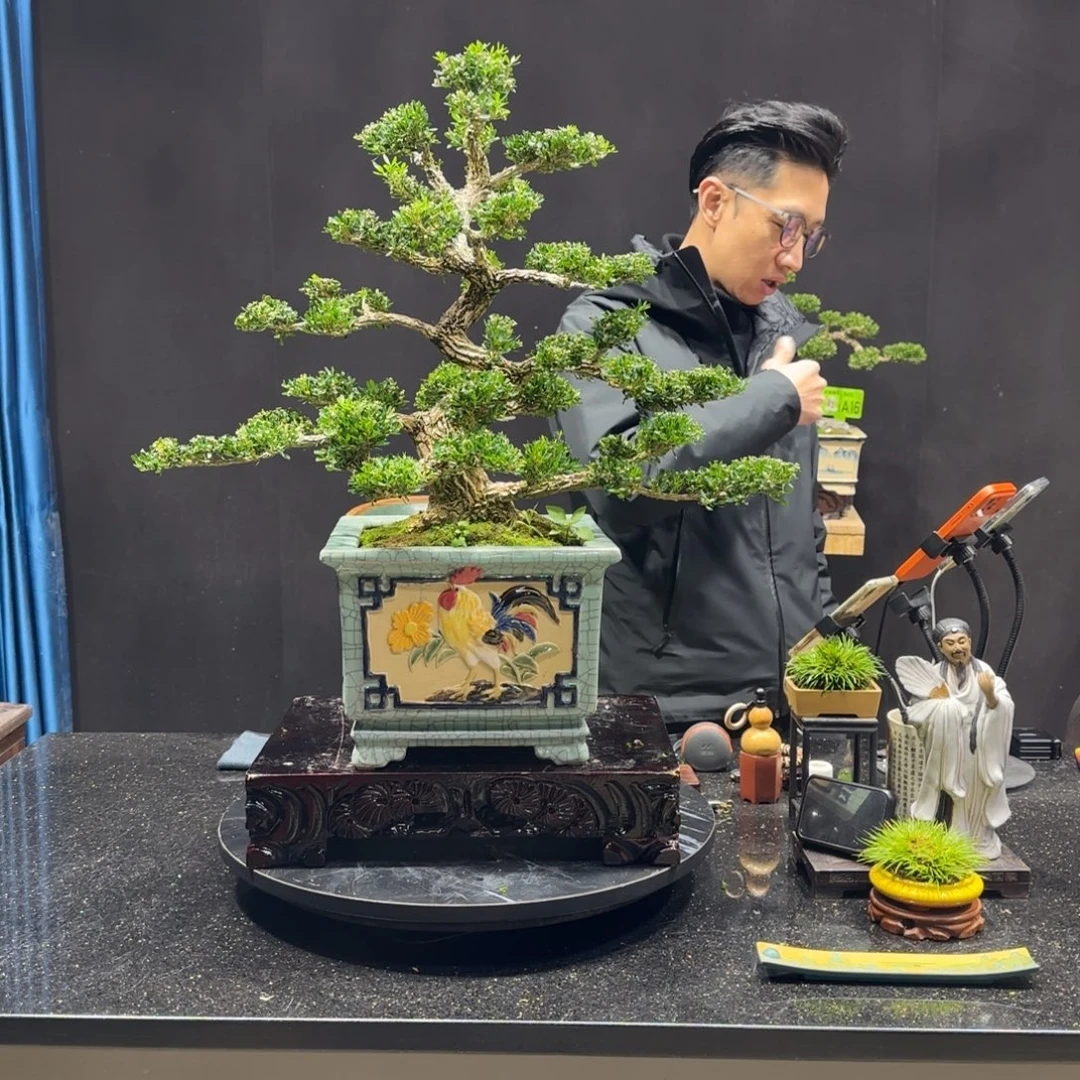 以实际为准黄杨室内室外盆景艺术