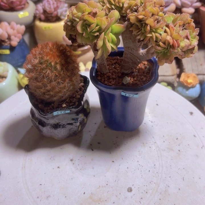 笨***孩一物一拍编号114 132
