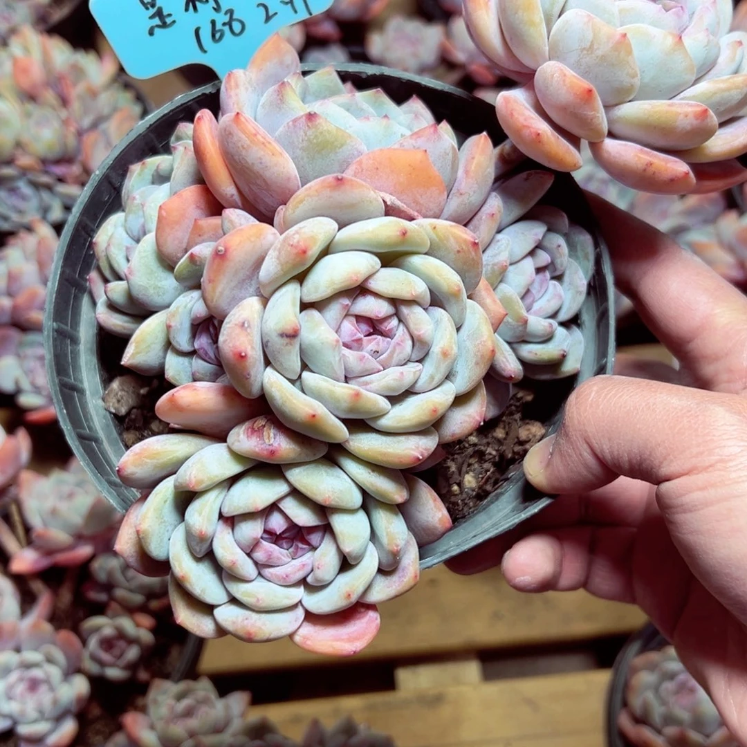 是**呀是柠檬呀石榴籽多肉