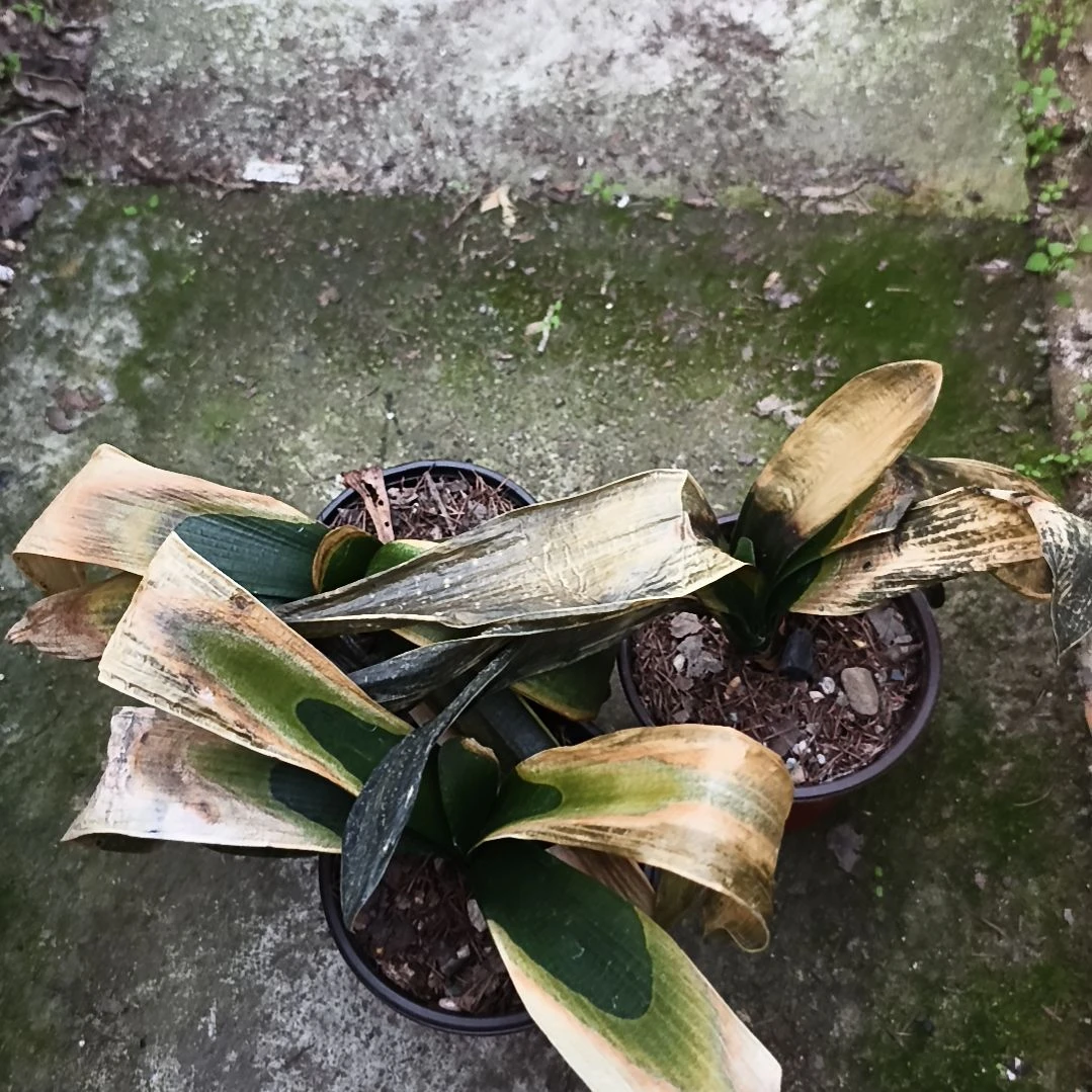 义***哥完全开放盲盒小苗三棵特惠残叶