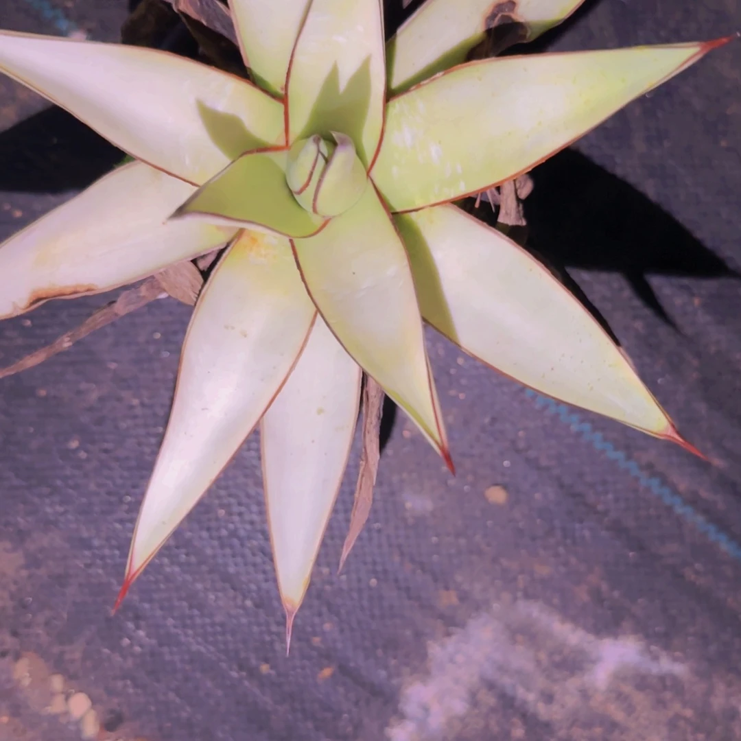 θ块根植物块根植物块根植物