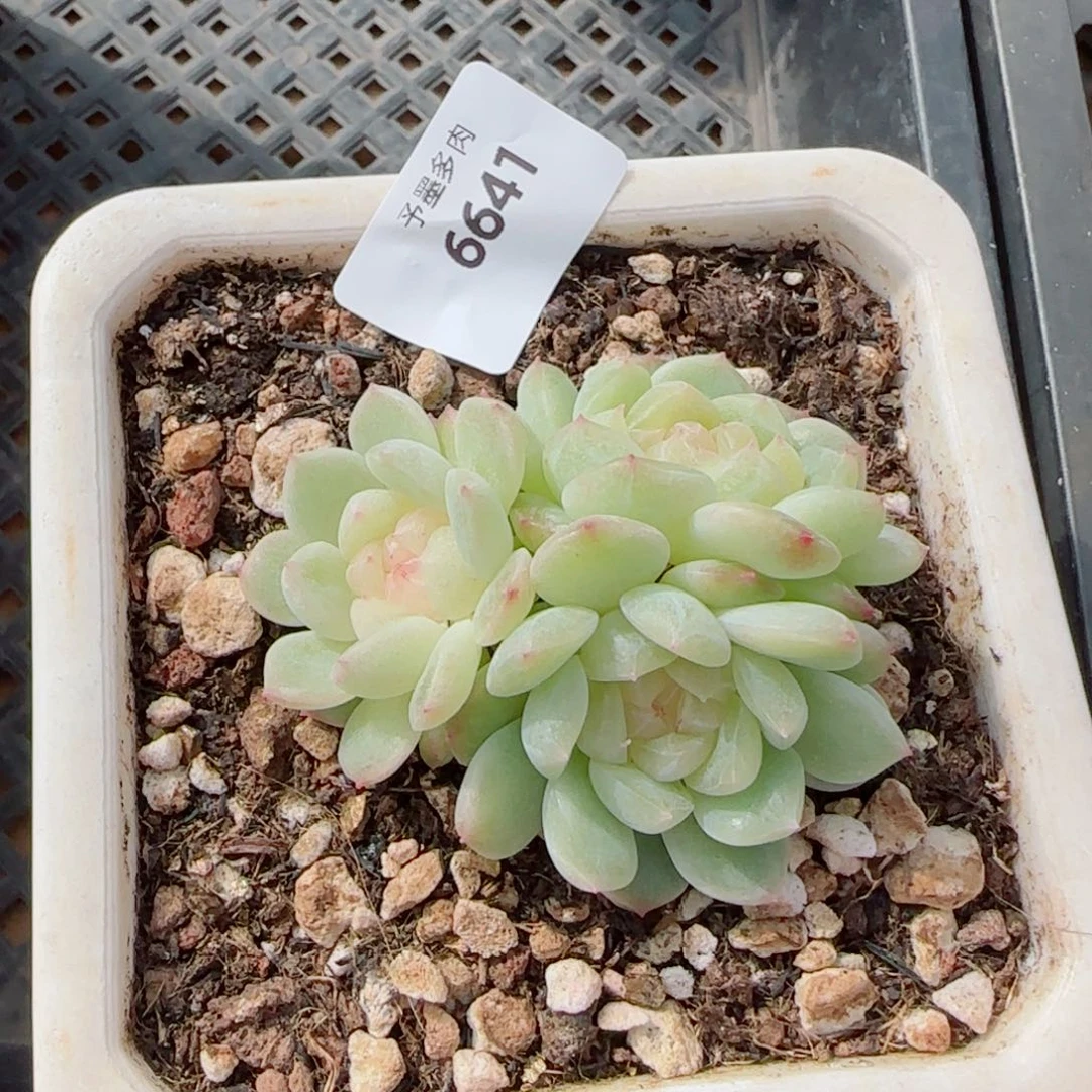 泼天富贵，6641多肉植物