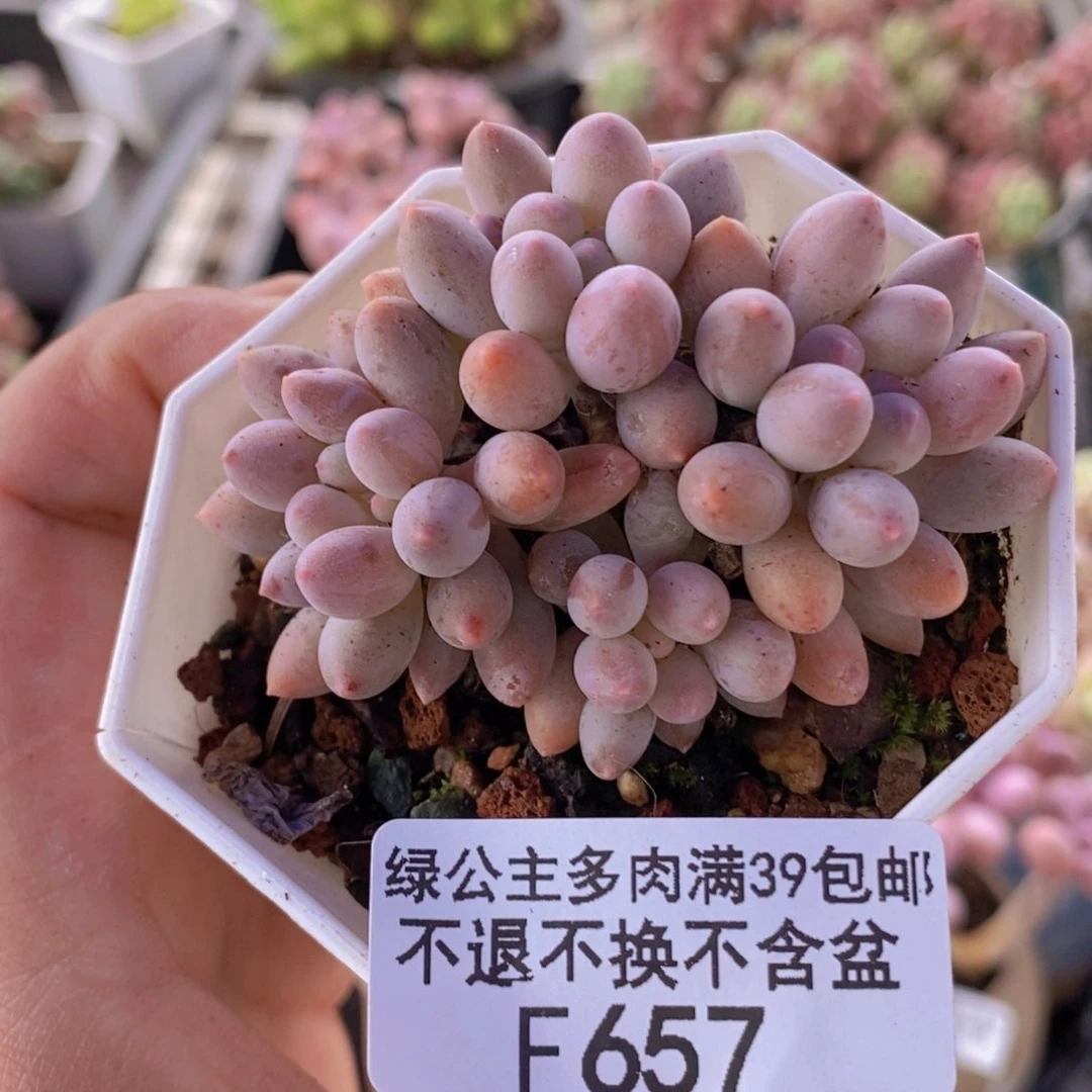 婴儿手指5cm657多肉植物