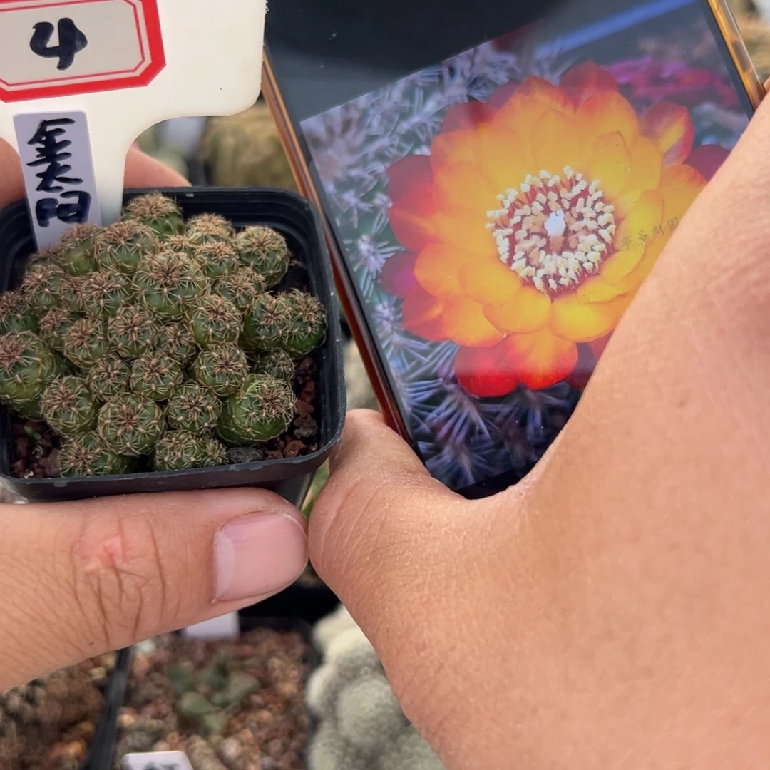*****4往事多肉园仙人球开花