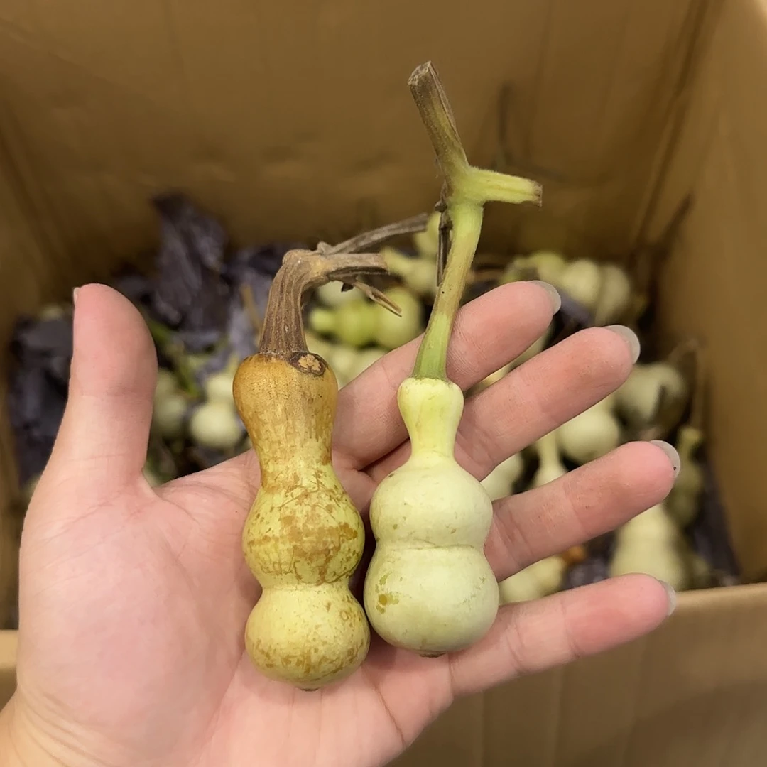 固***✕葫芦nsnsnsnsnsnssn