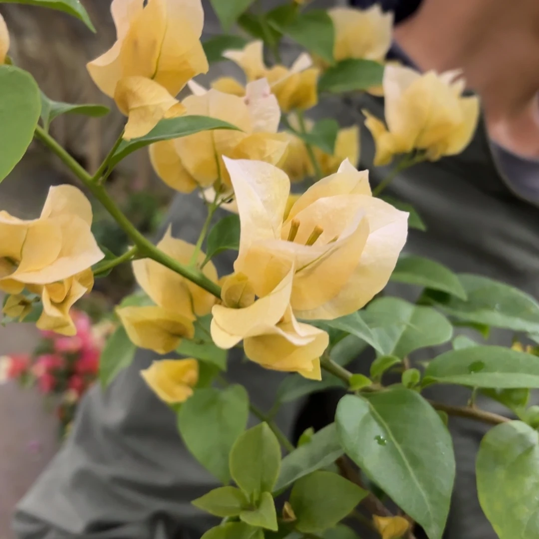 全部花苞（苏瓦娜）三角梅会落花落叶会光杆苗有大有小