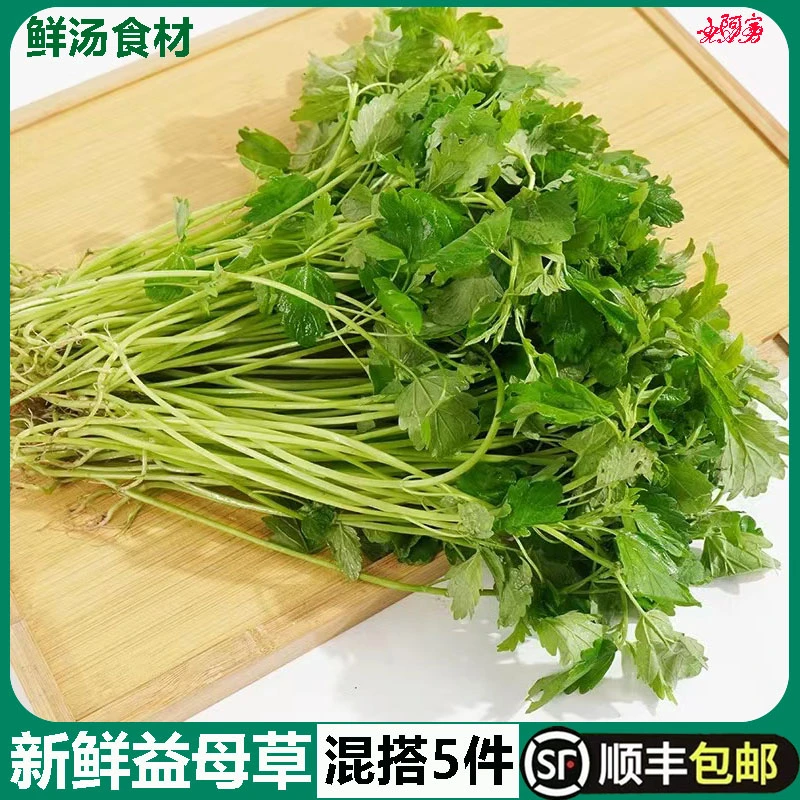 新鲜食用益母草500g潮汕农家种植菜新鲜蔬菜益母蒿菜现摘现发