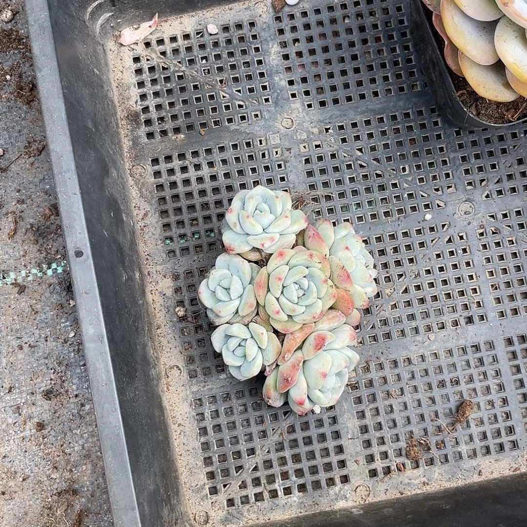 豆*。284664949494994944