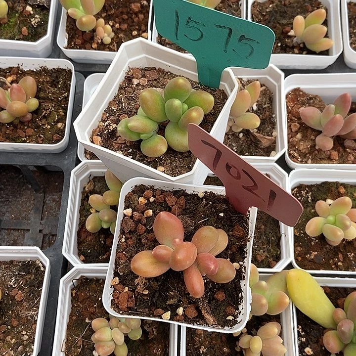 多肉植物芒果奶1575 7021