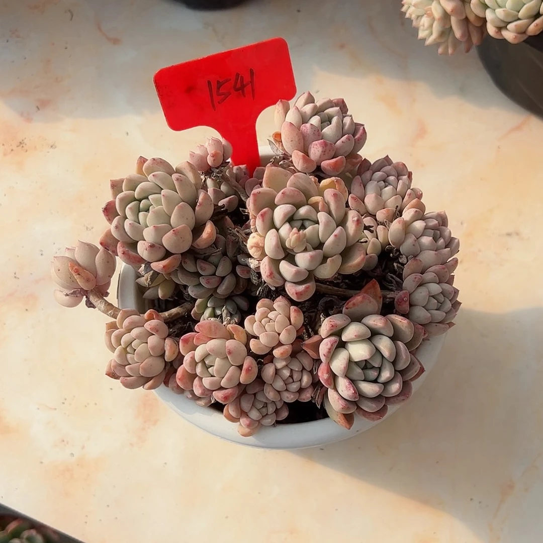 邹1541白奥多肉植物