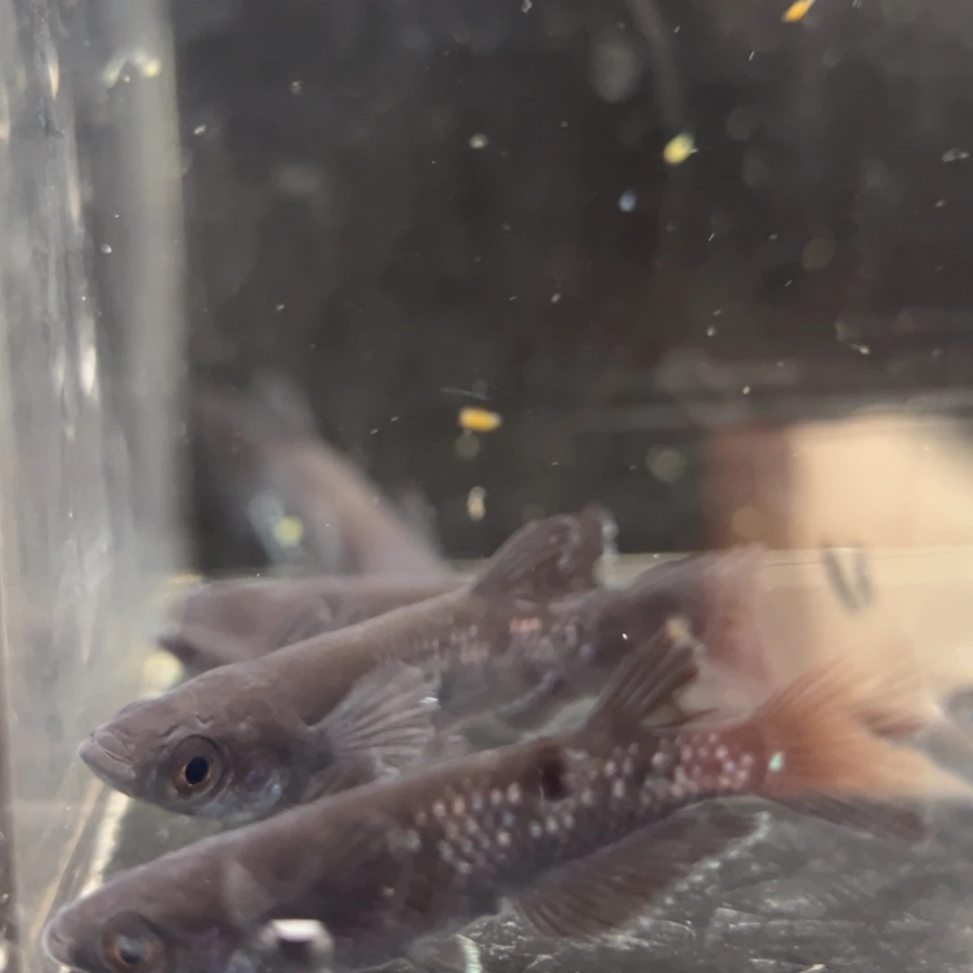 青鳉鱼252耀变天目五尾