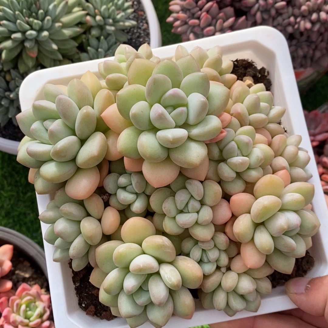 泡泡糖 一物一拍。