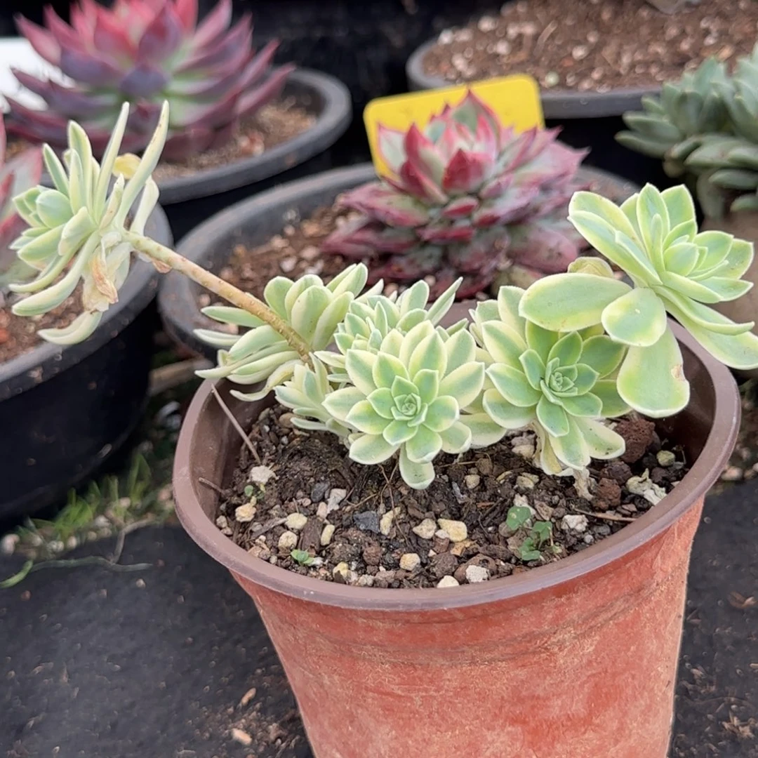 波化妆锦惊鸿一物一拍包装收缩花旱