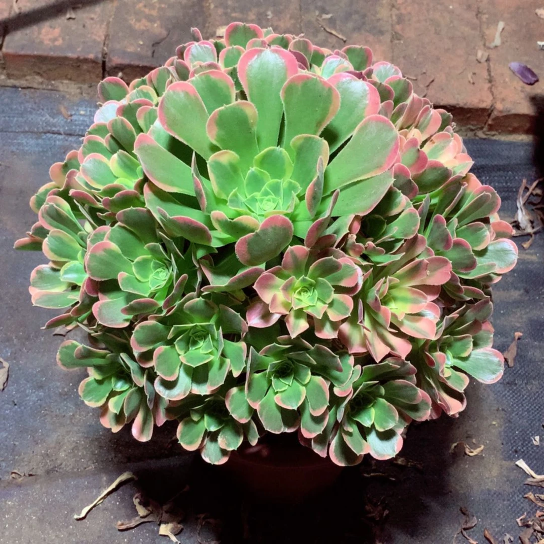 特斯拉，多肉植物的