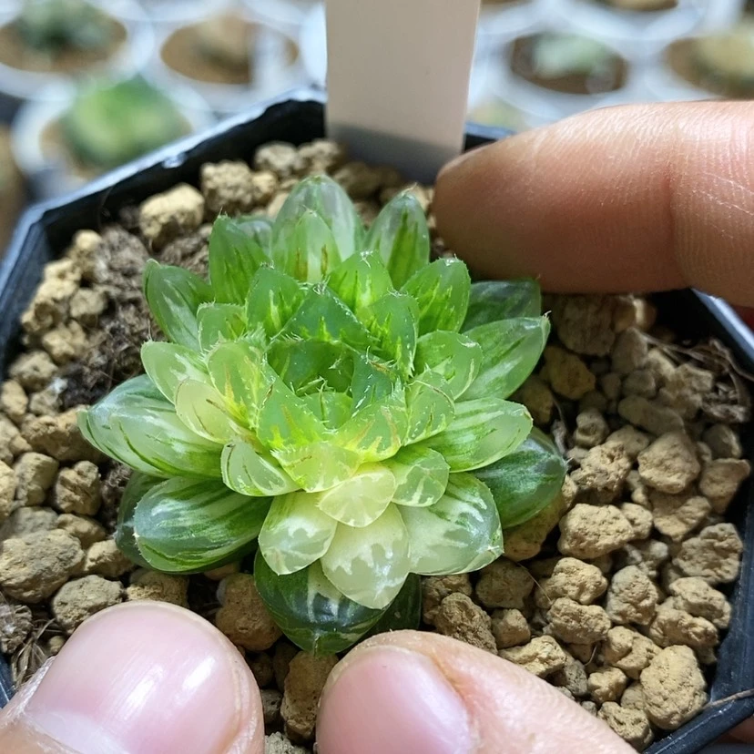 【闪购商品】飘*215翠云