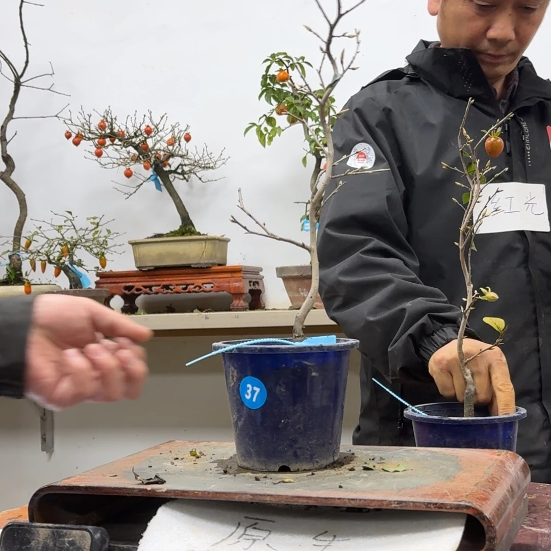1***发无花朵37顺丰到付不包邮