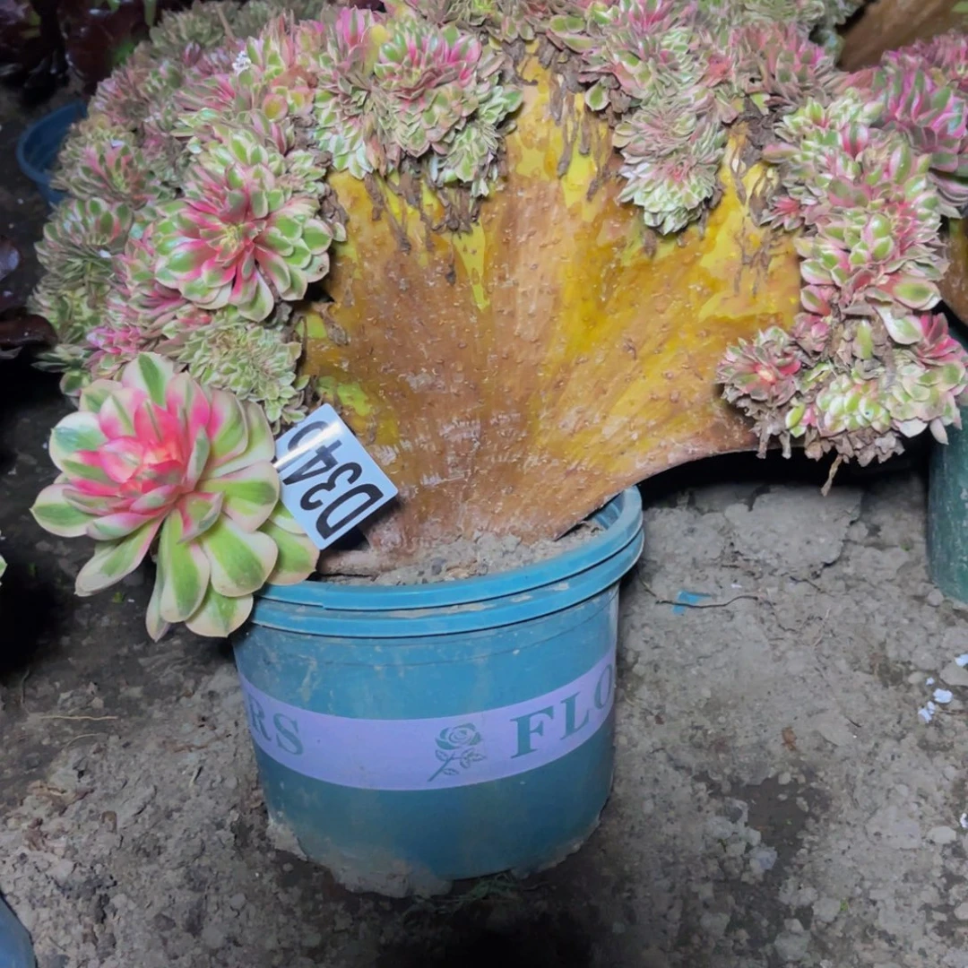 倾城法师16////6包邮