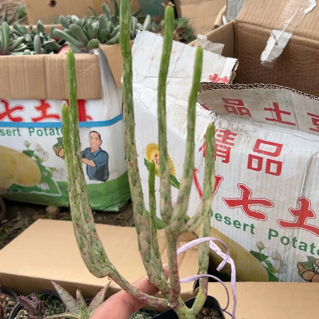 多肉植物光棍树锦