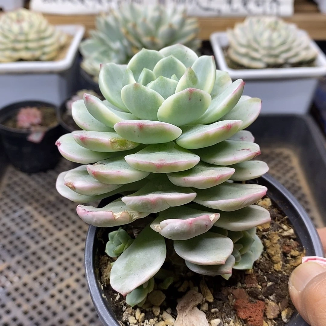 暖*阳2759 香草锦自然群