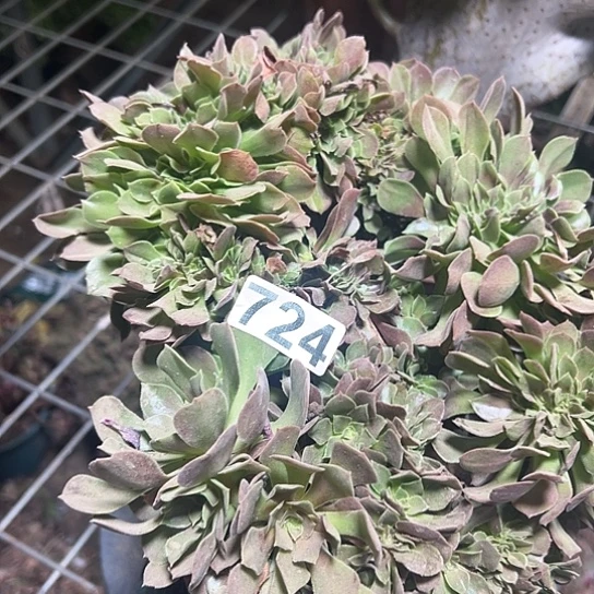 梦***多肉植物一个玫瑰有伤724