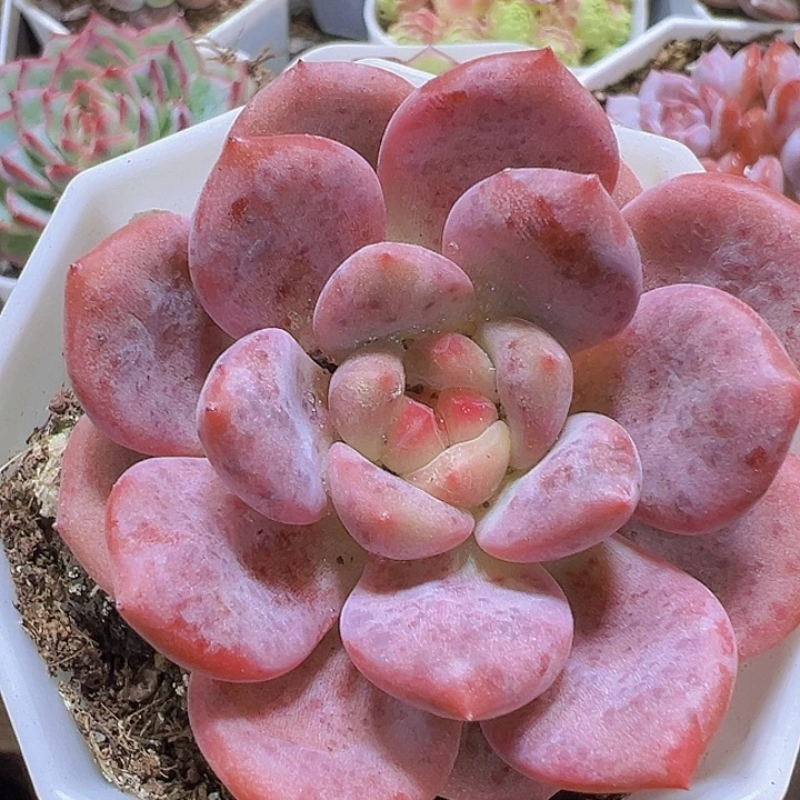 爱丽儿19包邮多肉植物