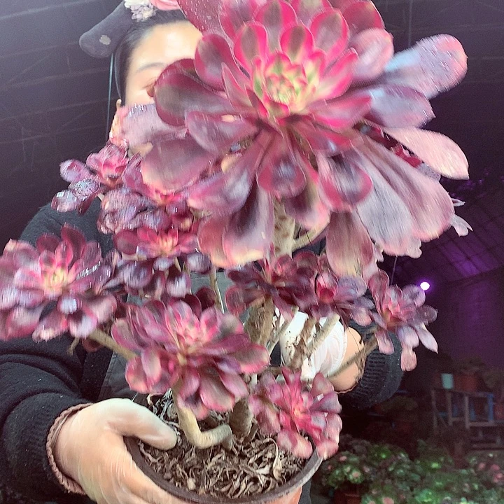 柒柒精品多肉脱土发货不包断侧枝S419