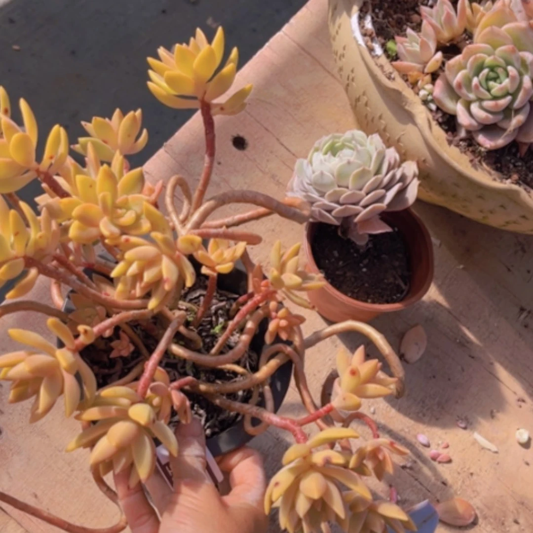 【闪购商品】布丁19178