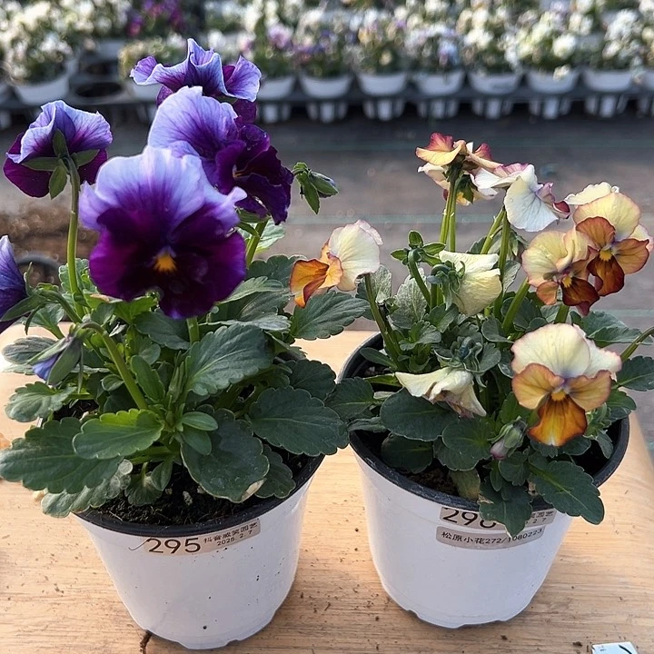 水晶抖音直播闪拍295-296