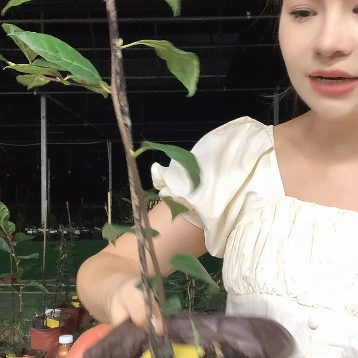 完全开放柿佑卫门36.8