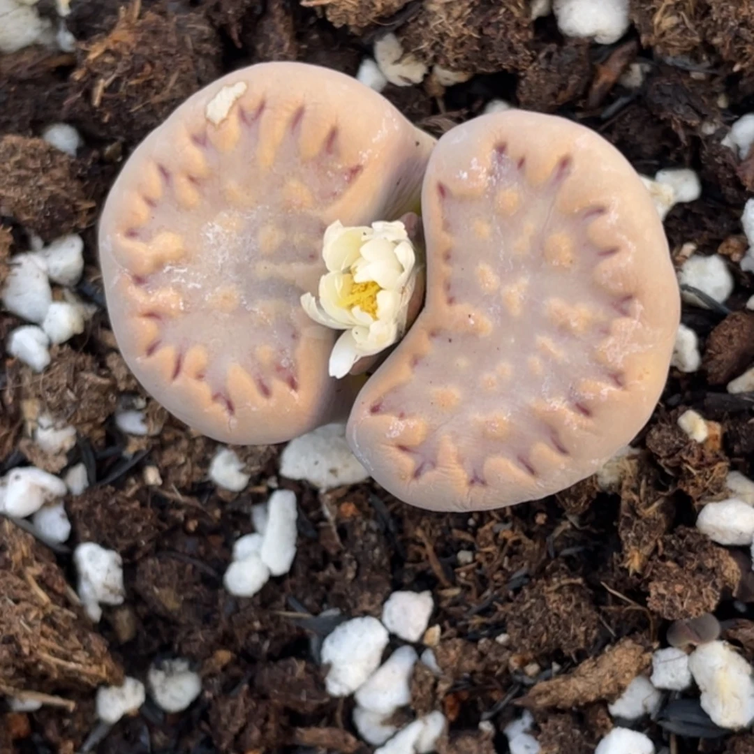 非偏远满20包邮247