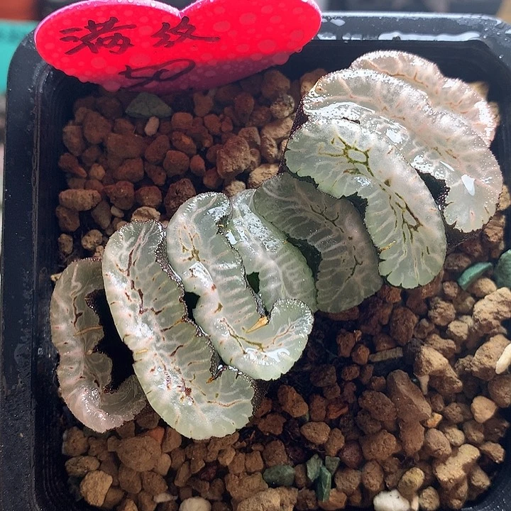 满纹玉扇一物一拍带盆