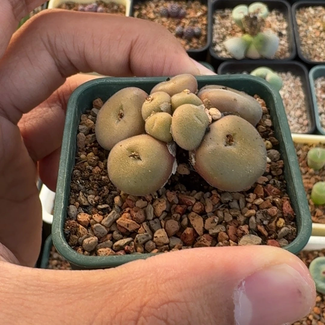 伤***年云缦精品番杏18.20