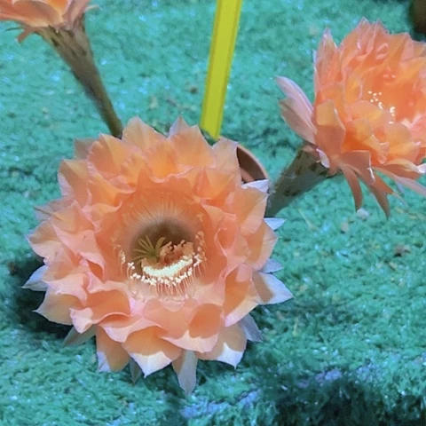 ?****?仙人掌彩草5255