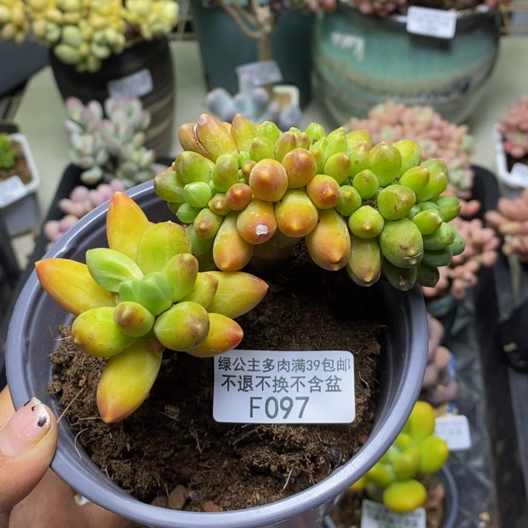 097香蕉树缀轻微掉叶泡沫打包