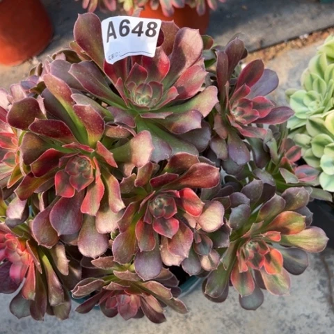 648雅典娜朵朵25厘米左右