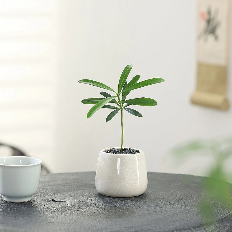 奶瓶罗汉松指尖净化空气室内植物桌面小盆栽超迷你绿植办公室趣味