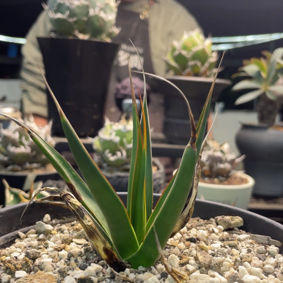 佩羅納888888888888888