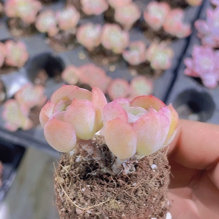 奶油贝瑞【满10颗包邮】