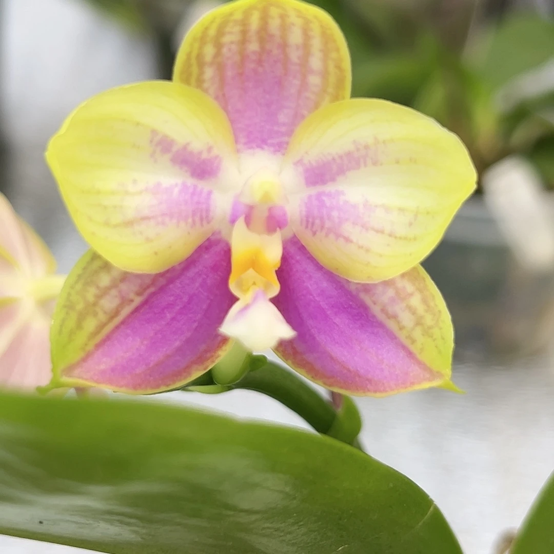 完全开放9179yss1184