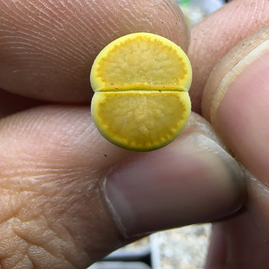 565 生石花大棚直播