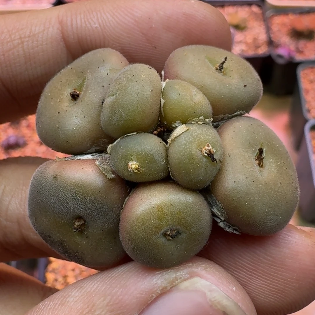 土***队云缦精品番杏24.20