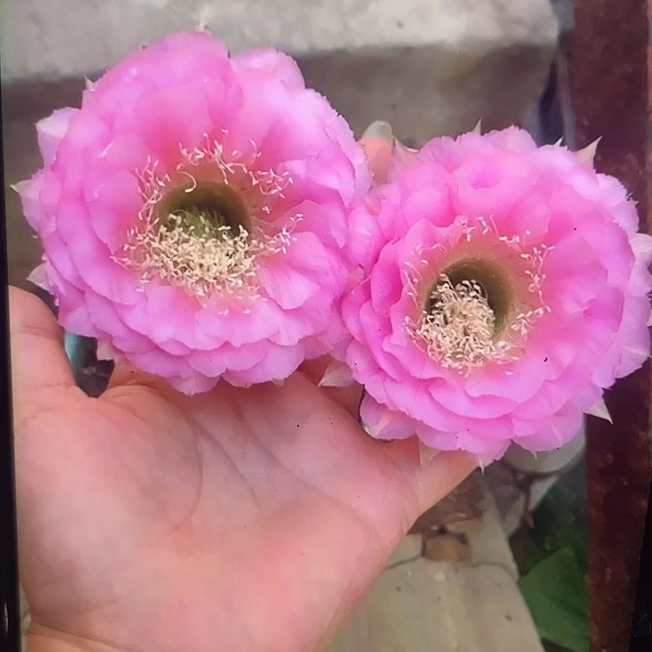 嘟19号4.5公分以上自根球福利