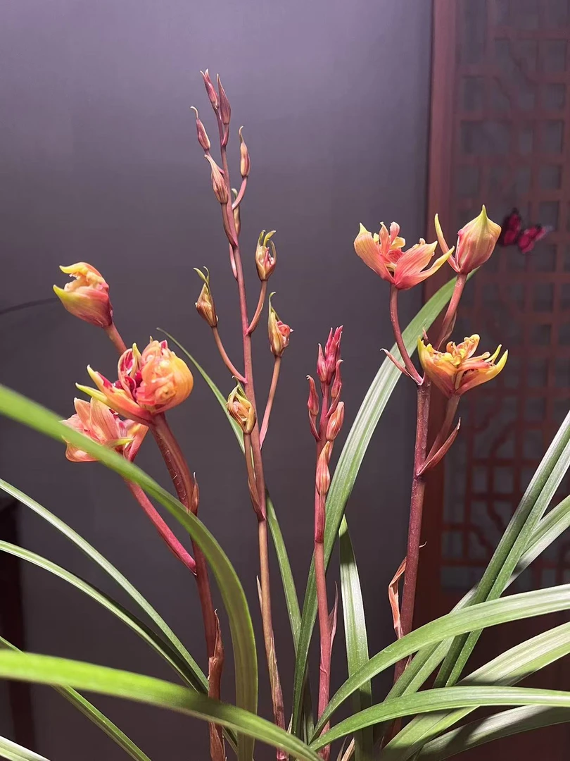 【春剑红凤】多瓣奇花浓香花型 花期半年 室内室外高端绿植花卉