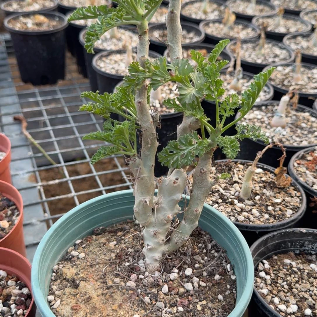 白皮洋葵块根多肉植物