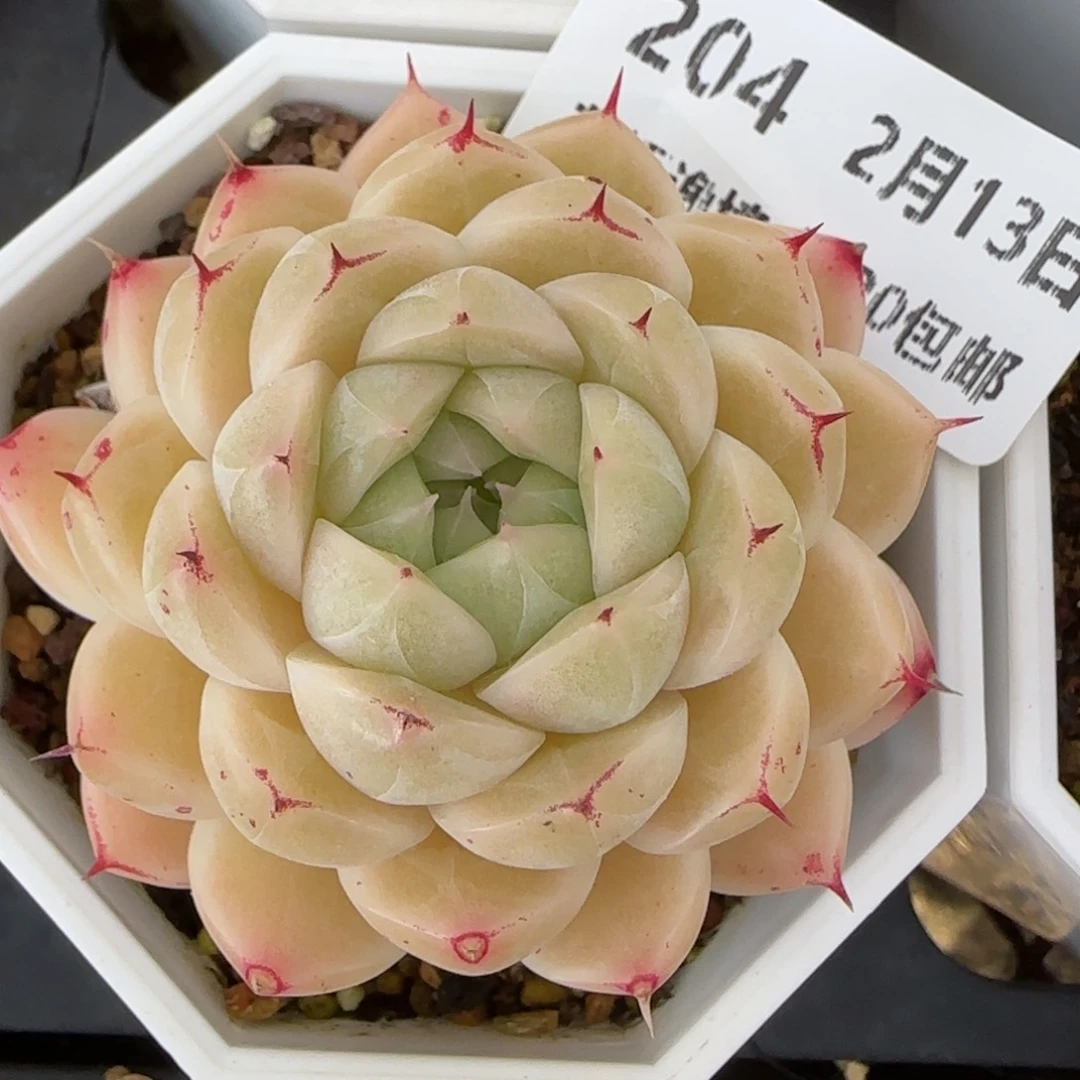 花语逸境0213-204