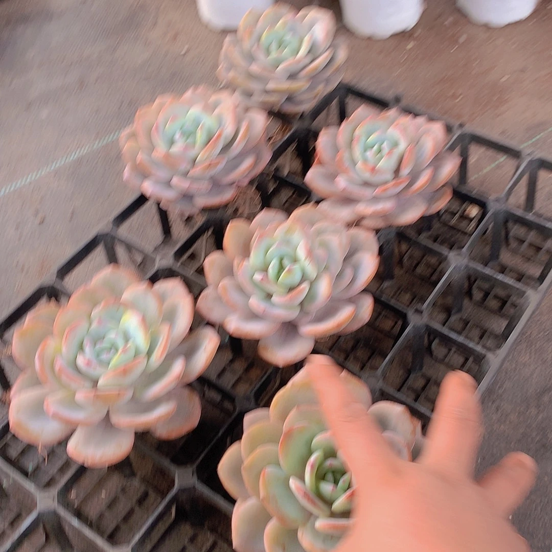 超大单头奶茶0000000000000000