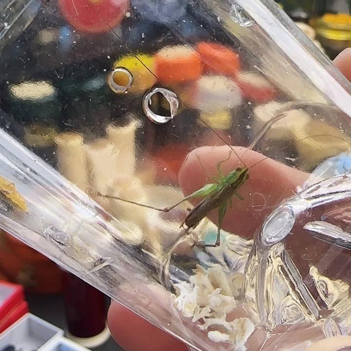 糖果一只啊啊啊啊啊啊